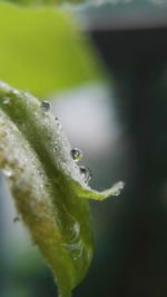 Close-up of wet insect on plant