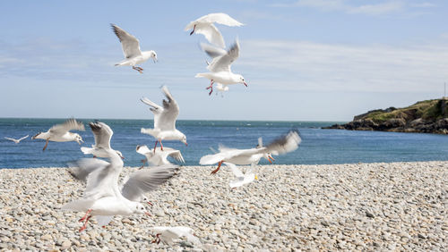 Seagulls flying over sea against sky