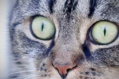 Close-up portrait of cat