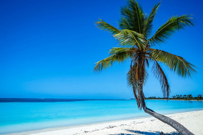 Palm tree by sea against clear blue sky