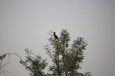 Low angle view of bird perching on tree against sky