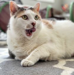 Close-up portrait of a cat