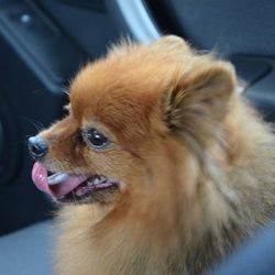 Close-up of dog looking away