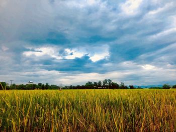 Scenic view of agricultural field against sky