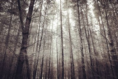 Bare trees in forest during winter