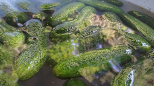 Close-up of food in water