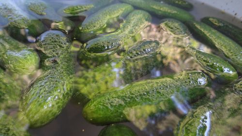 Close-up of food in water