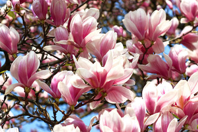 Close-up of pink cherry blossom