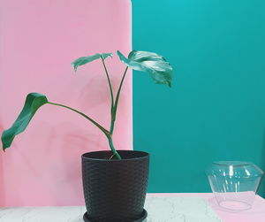 Flower vase on table against wall