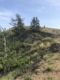 Trees on field against sky