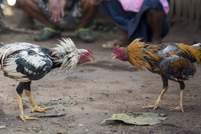 Close-up side view of hens