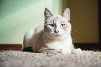 White cat lying on a carpet in a room and looking straight