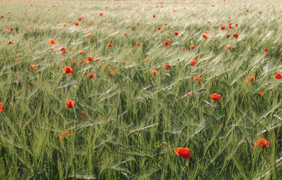 Red poppy flowers blooming on field