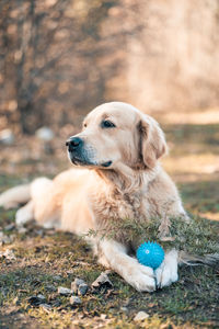 Dog looking away while sitting on land