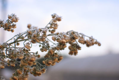 Close-up of frozen plant against sky