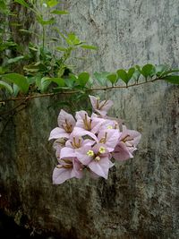 Close-up of pink flowering plant against wall