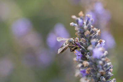 Close-up of bee on lavender. close-up of bug pollination