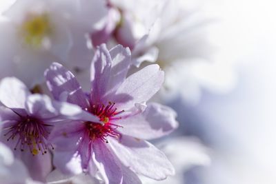 Close-up of honey bee on flower