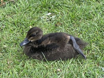 High angle view of duck on field