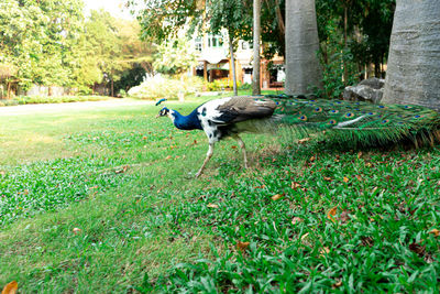 View of a bird on land