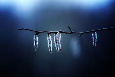 Close-up of catkins hanging on misty morning 