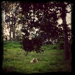 Trees growing on field