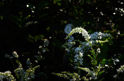 nature