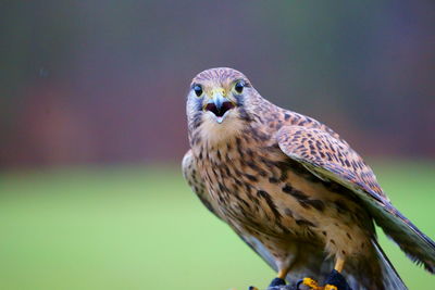 Close-up of owl perching on plant