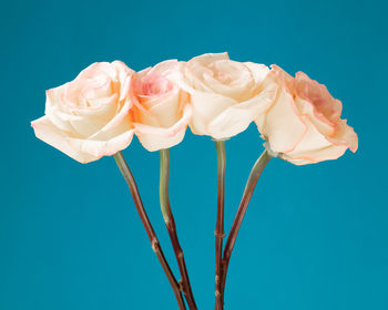 Close-up of rose against blue background
