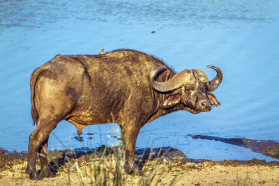 Side view of horse on land