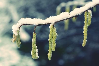 Close-up of snow on plant