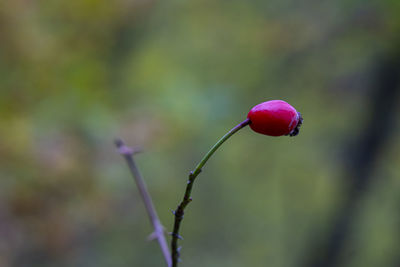 Close-up of red flower buds growing on plant