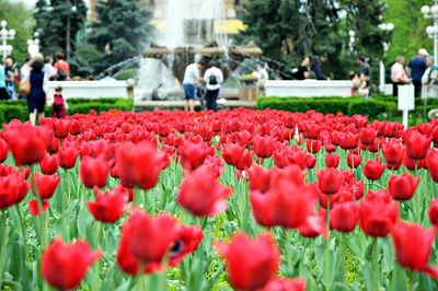 Red tulips with people by fountain in park