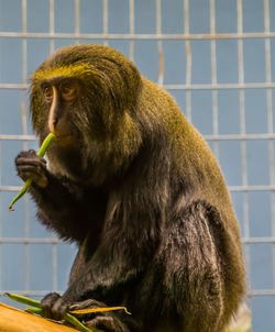 Close-up of monkey eating food in zoo