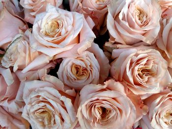 Full frame shot of rose bouquet