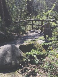 Trees in forest