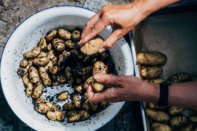 Human hand cleaning fresh potatoes