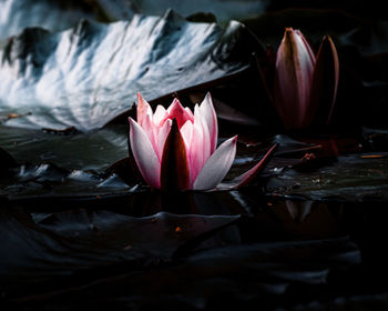 Close-up of lotus water lily in pond