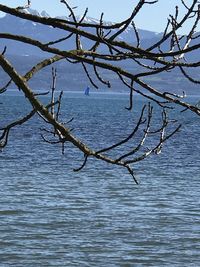 Bare tree by sea against sky