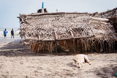 View of an animal on beach