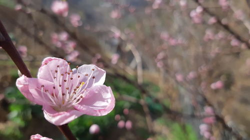 Close-up of pink flower