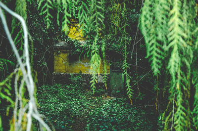 Plants and trees in forest