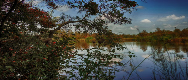 Reflection of trees in calm lake