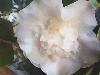 Close-up of white flowers