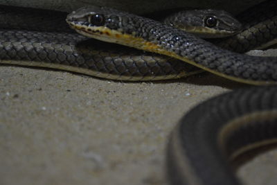 Close-up of lizard