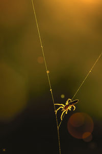 Close-up of wet spider web on plant