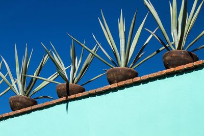 Low angle view of potted plants on railing against sky