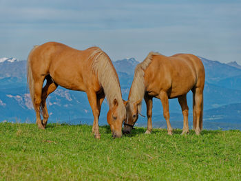 Horses grazing in a field