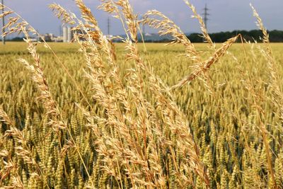 View of wheat field against sky