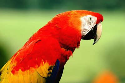 Close-up of parrot